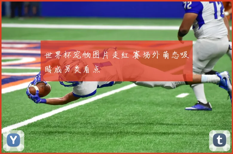 世界杯宠物图片走红 赛场外萌态吸睛成另类看点