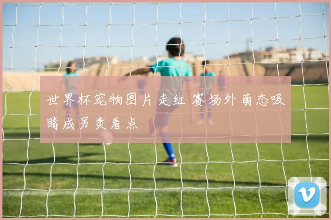 世界杯宠物图片走红 赛场外萌态吸睛成另类看点